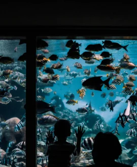 Aquarium